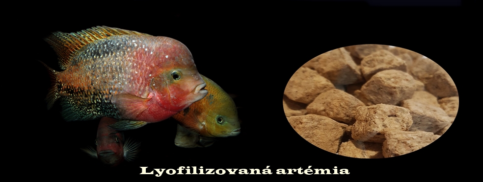 Lyofilizovaná artemia