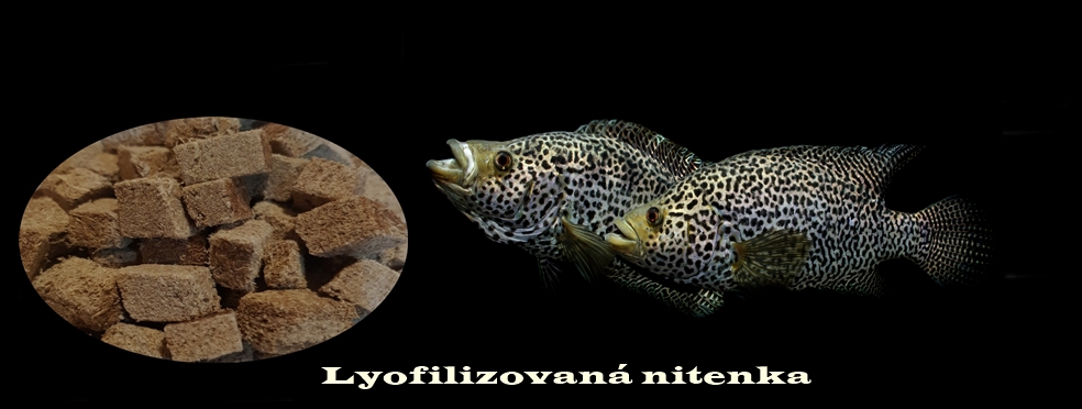 Lyofilizovaná nitenka