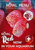 ROYAL MENU RED  veľkosť L Pre 9-15cm