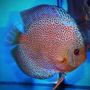 Discus Terčovec Leopard LSS