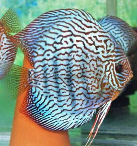 Discus Terčovec Red Tyrkys Discus Terčovec Red Tyrkys